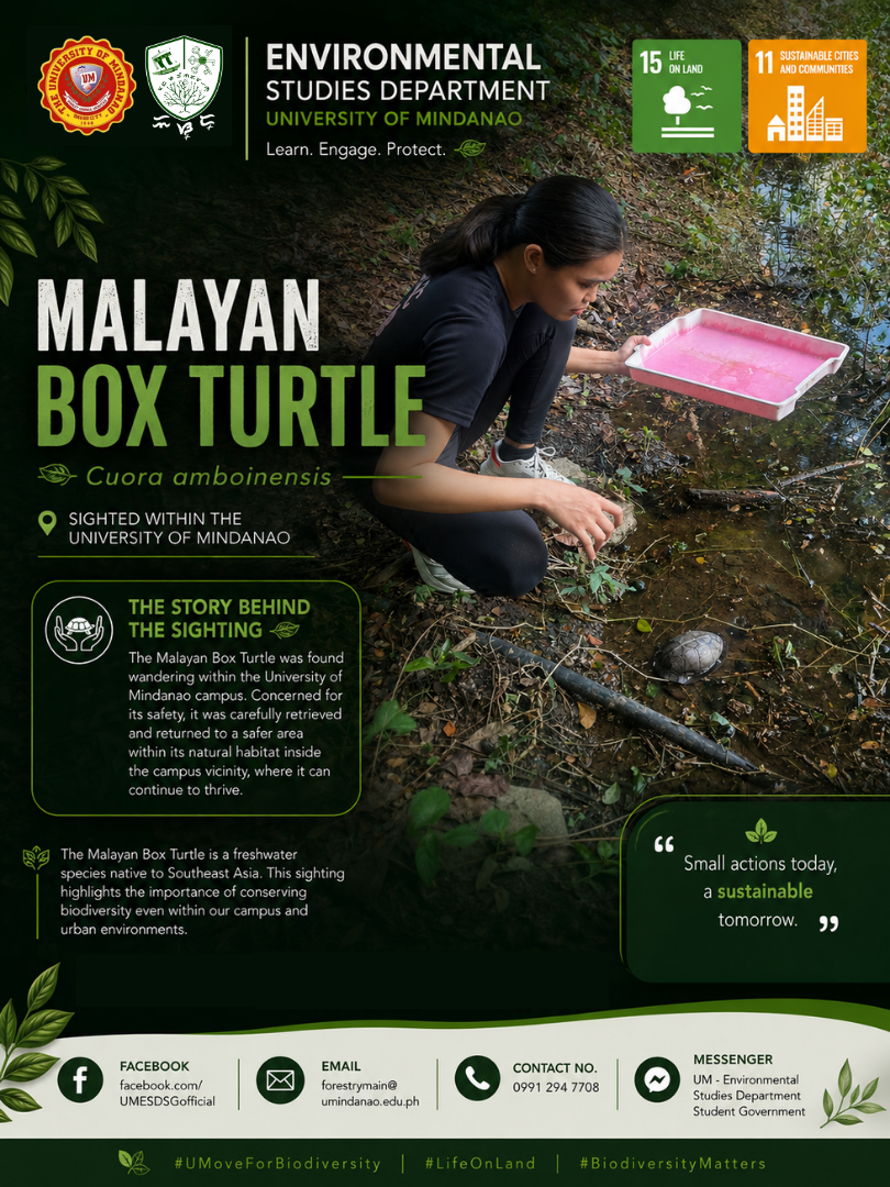 Malayan Box Turtle Spotted within the University of Mindanao - Image 2